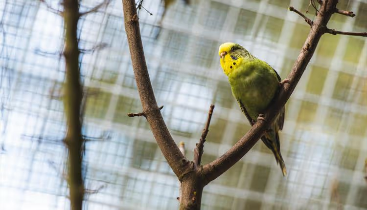 Bournemouth Aviary