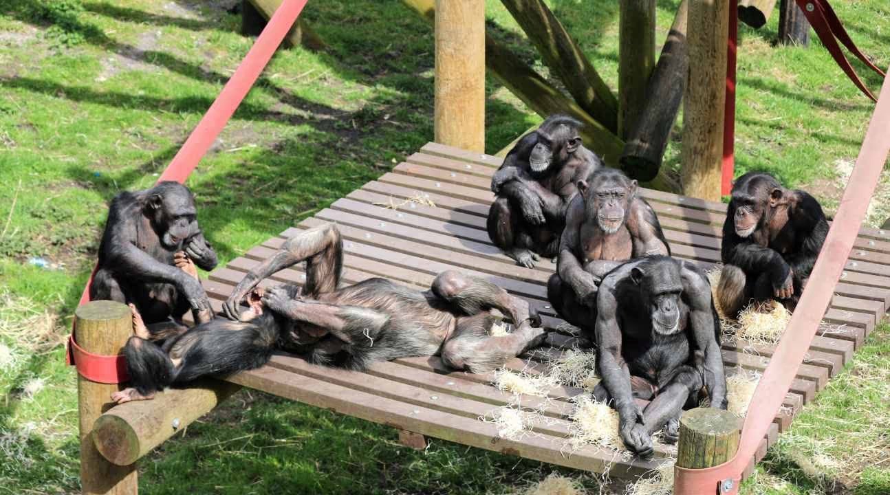 Monkey World - Ape Rescue Centre